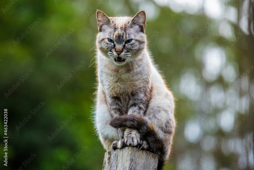 Obraz premium Linda imagem de gato cinza, em cima da cerca, ao ar livre, fazendo careta e brincando. Gato vivendo na fazenda no Brasil