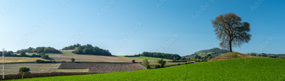 arbre solitaire dans les champs arbre solitaire dans les champs