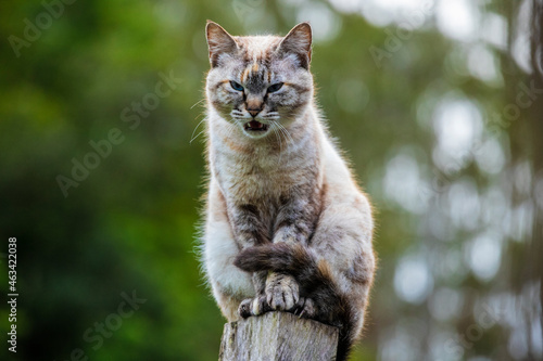 Linda imagem de gato cinza, em cima da cerca, ao ar livre, fazendo careta e brincando. Gato vivendo na fazenda no Brasil