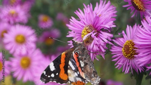 Admiral butterfly (lat. Vanessa atalanta) is a daytime butterfly from the Nymphalide family (Nymphalidae) collects nectar from flowers. photo