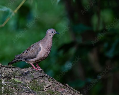 A small dove perched on a tree trunk photo