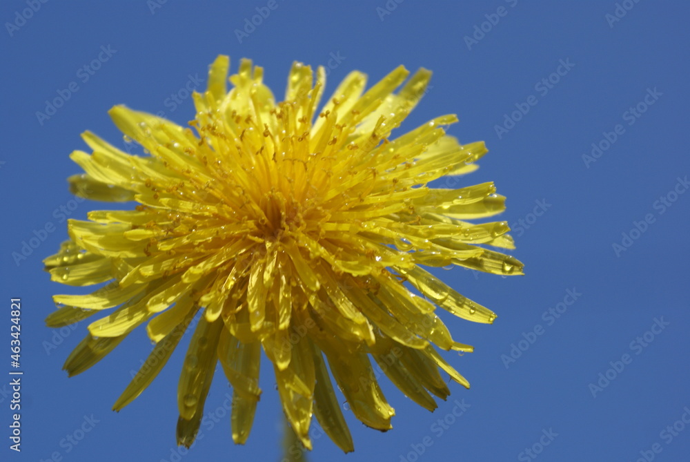 British flowering weed, garden plants yellow dandelions in full bloom, Cichorioideae British flowering weed, garden plants yellow dandelions in full bloom, Cichorioideae