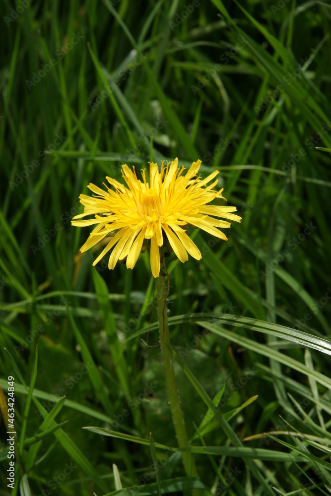 British flowering weed, garden plants yellow dandelions in full bloom, Cichorioideae British flowering weed, garden plants yellow dandelions in full bloom, Cichorioideae