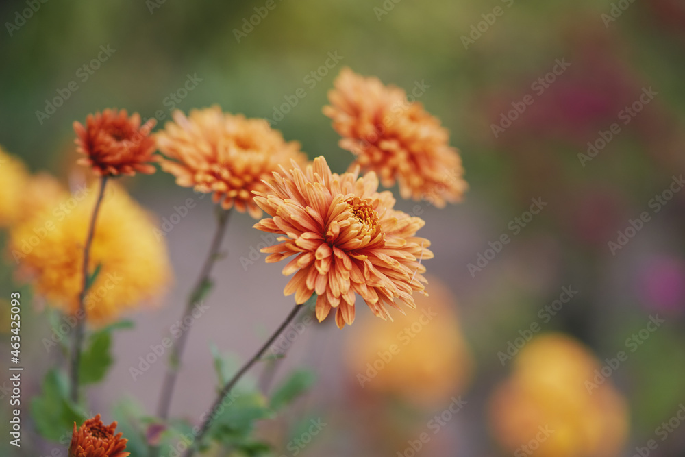 Decorative chrysanthemums. Autumn garden. Decorative chrysanthemums. Autumn garden.