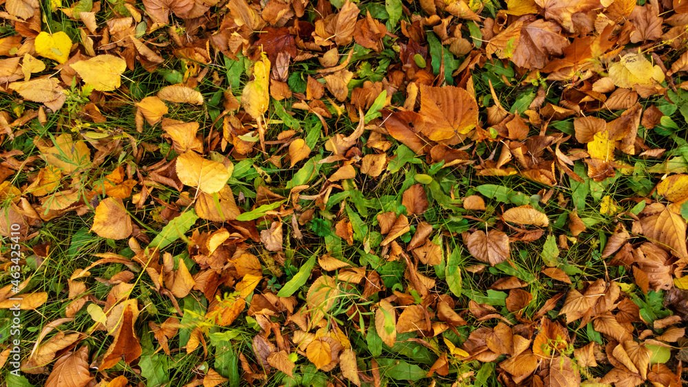 Autumn leaves on green grass. Yellow, orange linden leaves lying on the ground. Fallen foliage in the forest. Leaf fall season. Top view, flat lay. Autumn leaves on green grass. Yellow, orange linden leaves lying on the ground. Fallen foliage in the forest. Leaf fall season. Top view, flat lay.