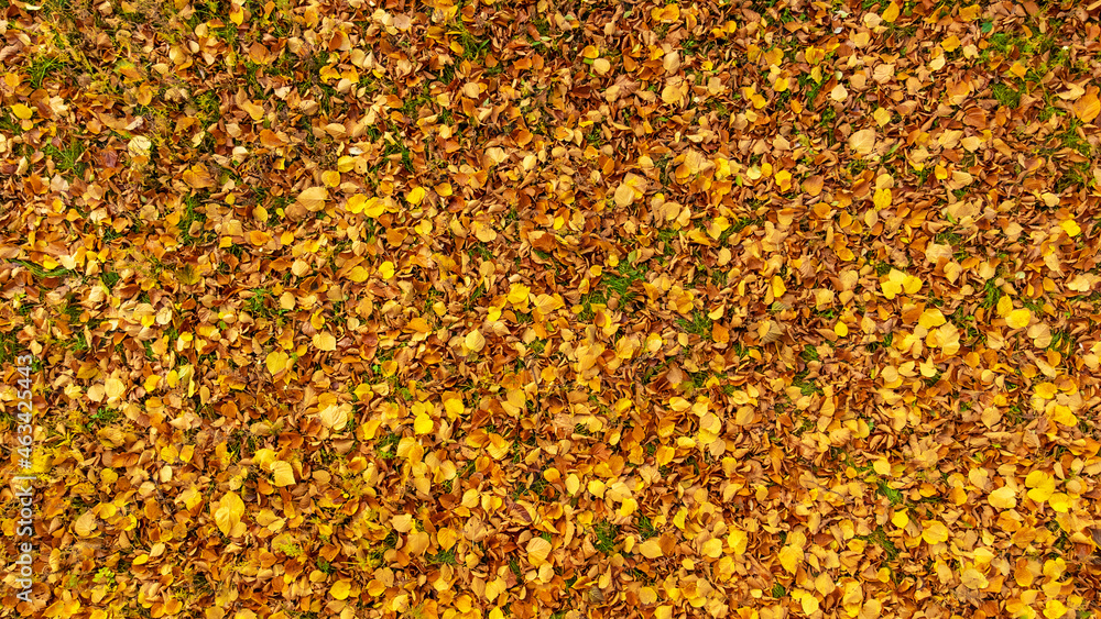 Autumn leaves on green grass. Yellow, orange linden leaves lying on the ground. Fallen foliage in the forest. Leaf fall season. Top view, flat lay. Autumn leaves on green grass. Yellow, orange linden leaves lying on the ground. Fallen foliage in the forest. Leaf fall season. Top view, flat lay.