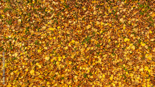 Autumn leaves on green grass. Yellow, orange linden leaves lying on the ground. Fallen foliage in the forest. Leaf fall season. Top view, flat lay.