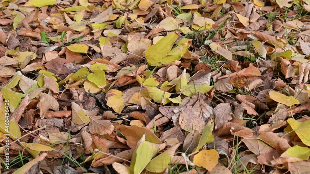 Autumn leaves background. Autumn atmosphere concept. Autumn leaves background. Autumn atmosphere concept.