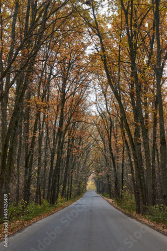 Asphalt road going through the autumn forest