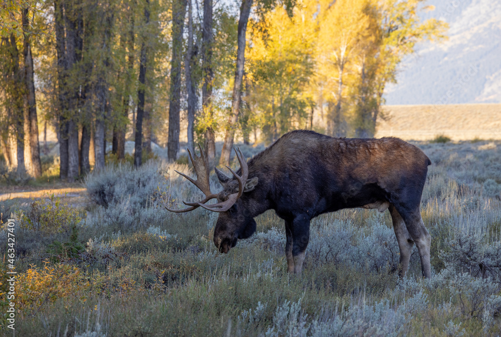 Bull Shiras Moose in Autumn in Wyoming Bull Shiras Moose in Autumn in Wyoming