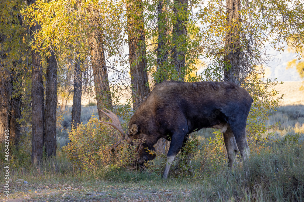Bull Shiras Moose in Autumn in Wyoming Bull Shiras Moose in Autumn in Wyoming