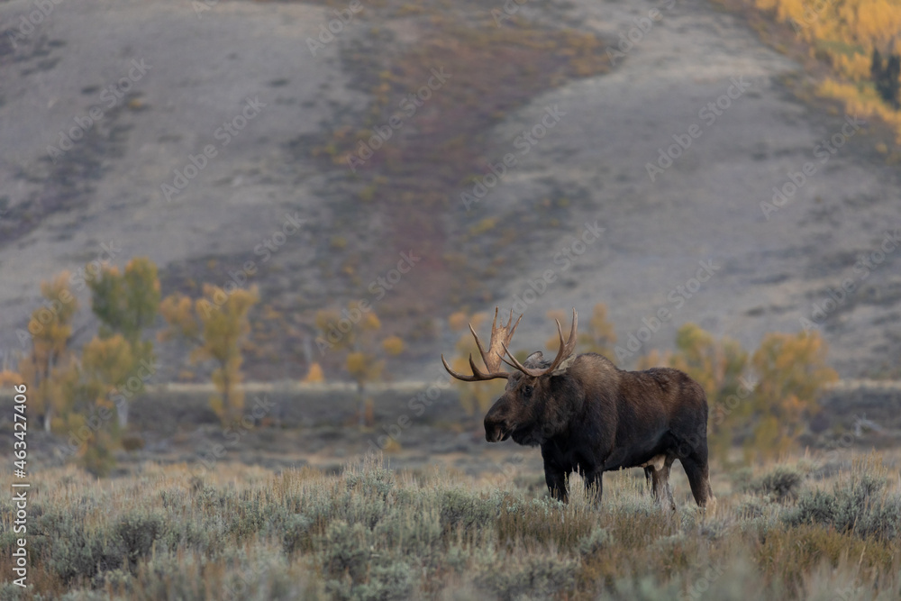 Bull Shiras Moose in Autumn in Wyoming Bull Shiras Moose in Autumn in Wyoming