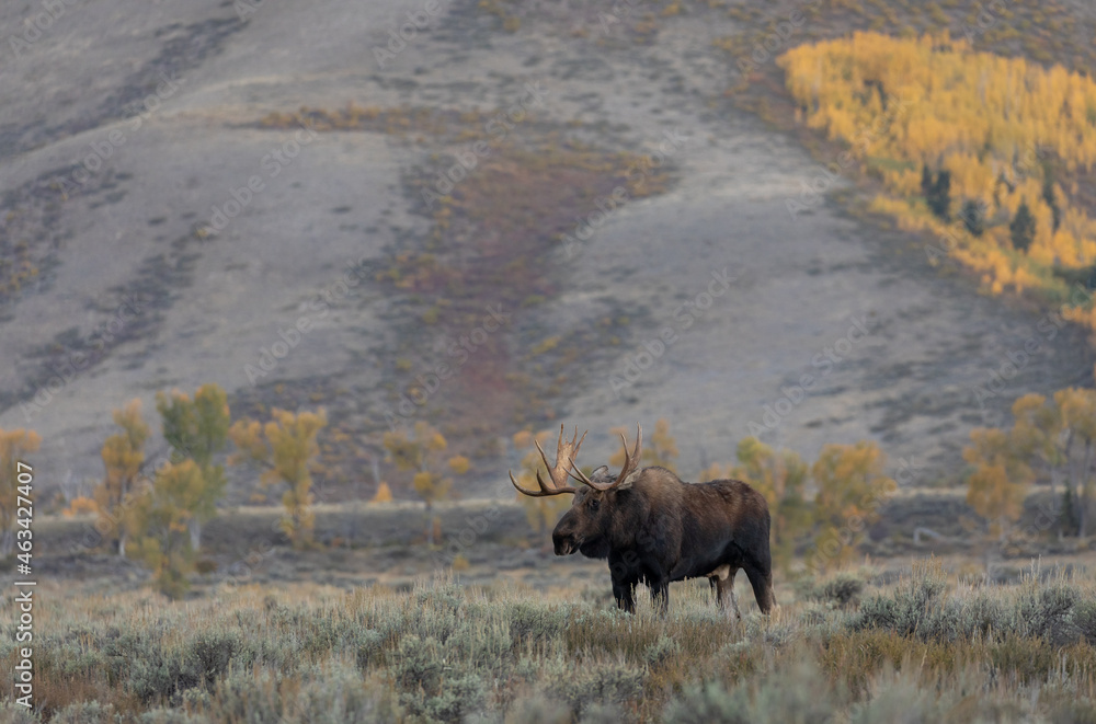 Bull Shiras Moose in Autumn in Wyoming Bull Shiras Moose in Autumn in Wyoming