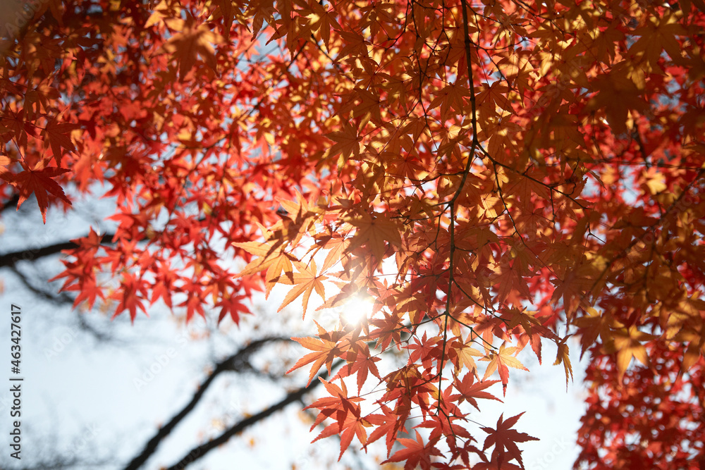 단풍 나뭇잎 사이로 스며드는 맑은 가을하늘 햇살이 단풍을 투명하게 비춘다. / The clear autumn sky sunlight permeating through the maple leaves transparently shines the autumn leaves.