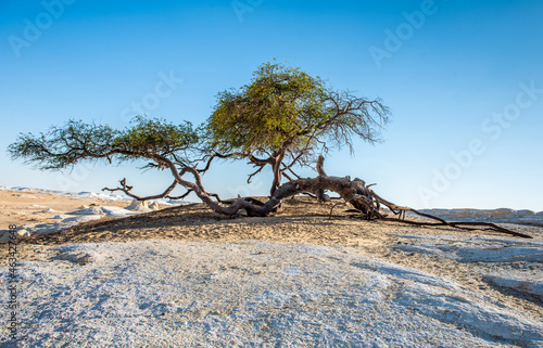 Desert Dunes and Beauty