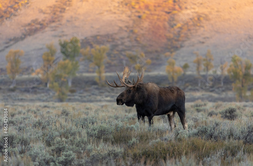 Fototapeta Naklejka Na Ścianę i Meble -  Bull Shiras Moose in Autumn in Wyoming