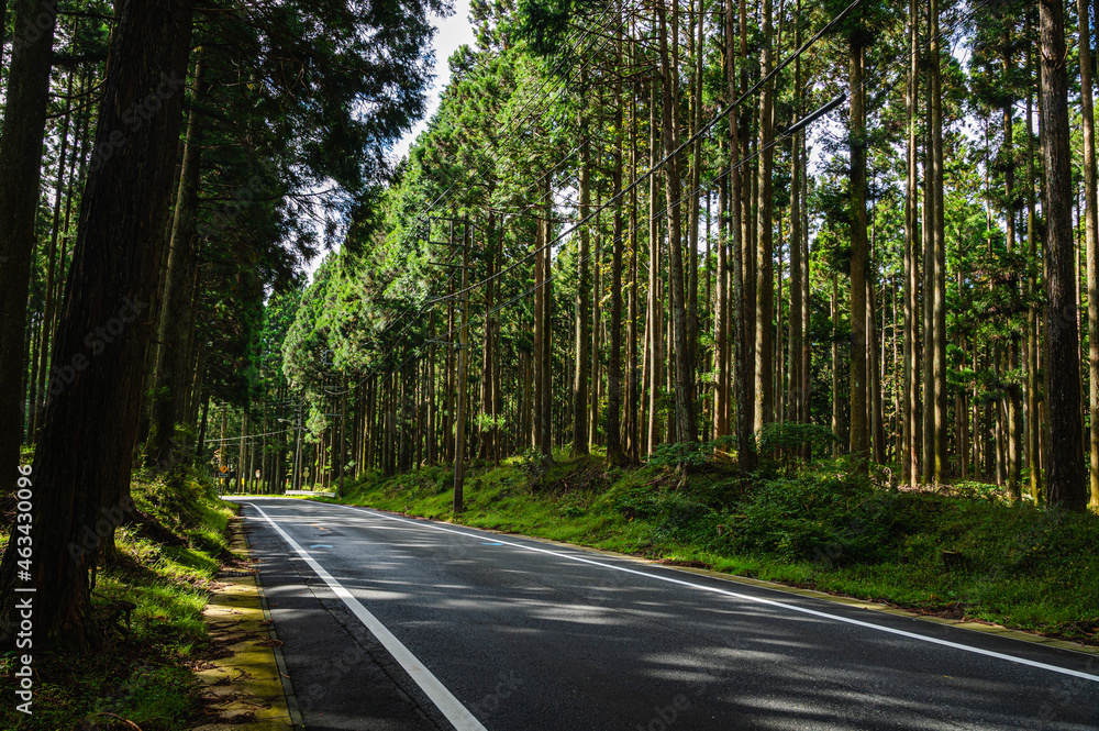 Fototapeta premium 森林に通る道 富士裾野線