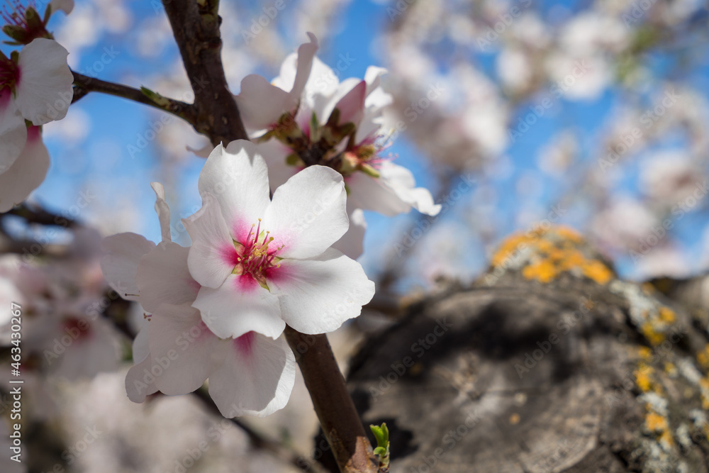 white and pink flowers beautiful almond tree in bloom mediterranean agriculture in spring white and pink flowers beautiful almond tree in bloom mediterranean agriculture in spring