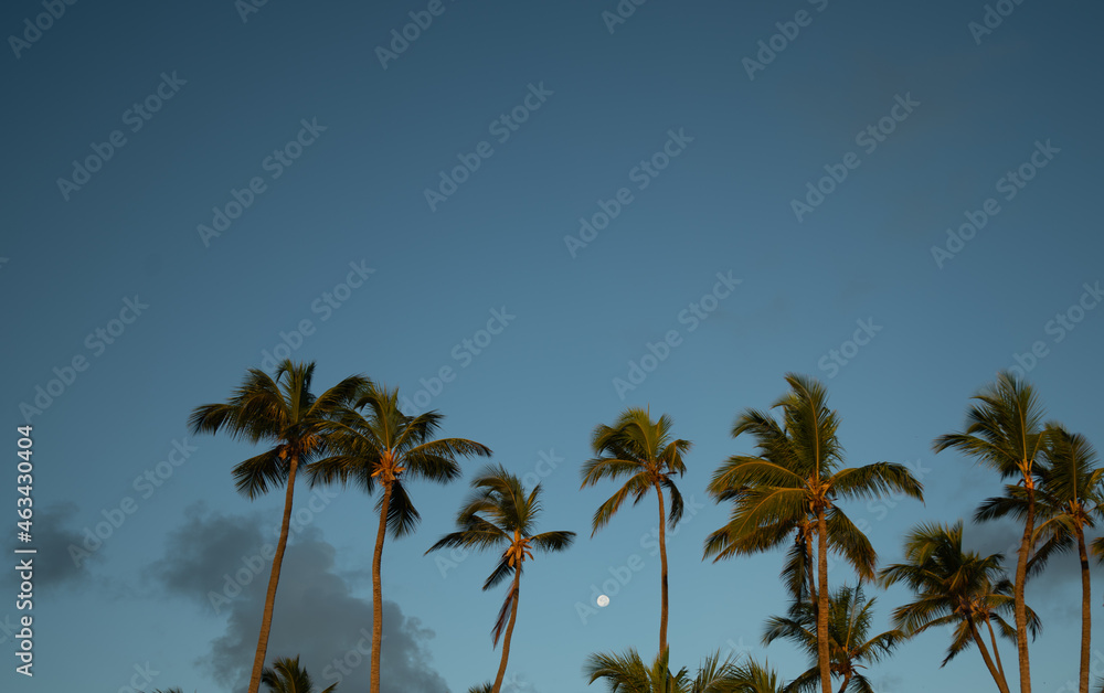 palm trees against blue sky with moon in background leaves of palms blowing in the wind on a windy day on a beach vacation in Dominican Republic in the Caribbean 