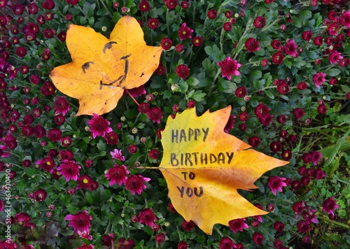 autumn leaves on Lilac  chrysanthemum background. Happy birthday 
