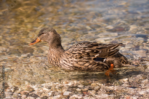 Femmina di germano realeIl germano reale è un uccello della famiglia degli Anatidae noto in Italia anche come capoverde. Viene considerato il capostipite della maggior parte delle razze domestiche. photo