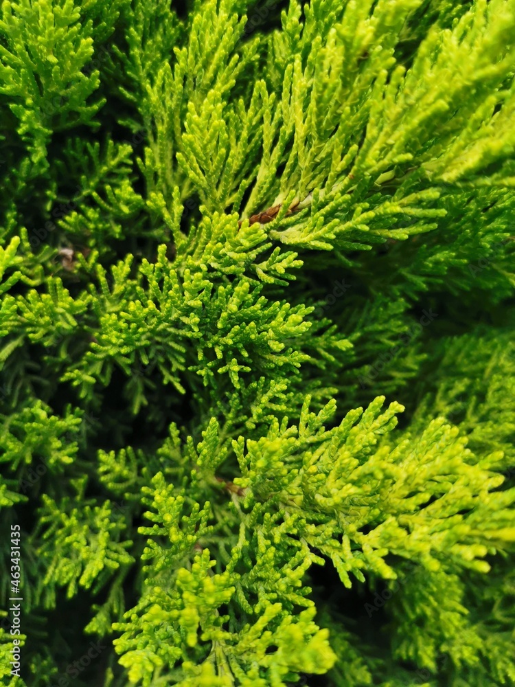 Background of green Christmas tree branches Background of green Christmas tree branches
