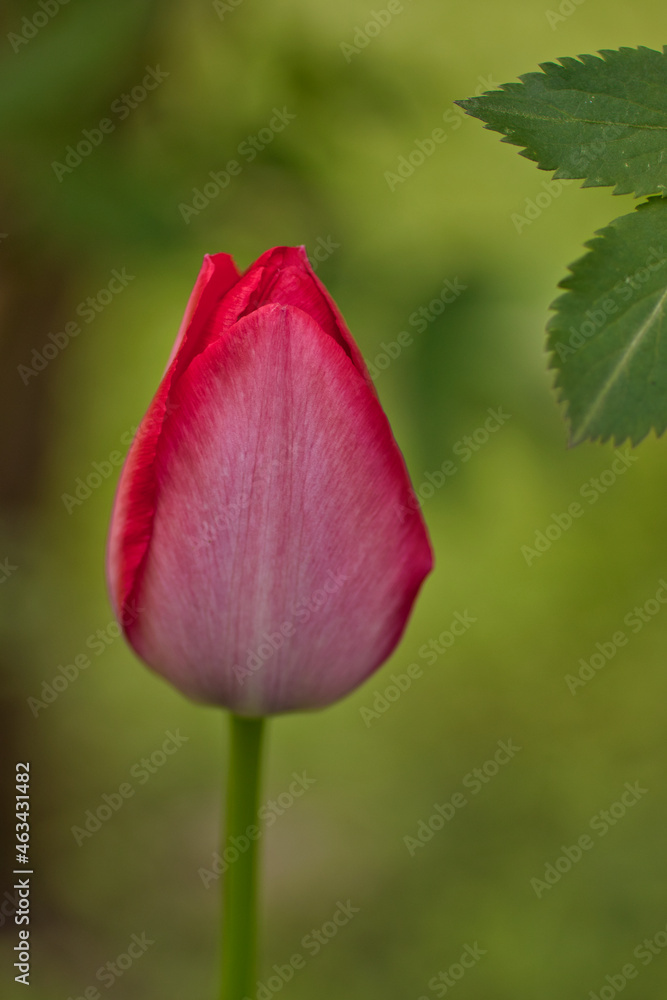 pink tulip flower bud in heart shape pink tulip flower bud in heart shape