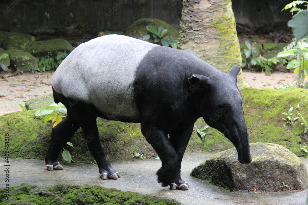 Naklejka premium Tapir