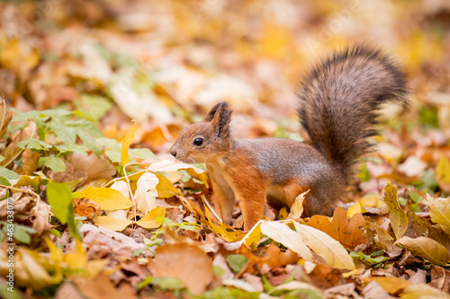 squirrel in autumn , yellow park with fallen leaves, concept autumn nature preparation for winter, redhead little beast in the forest