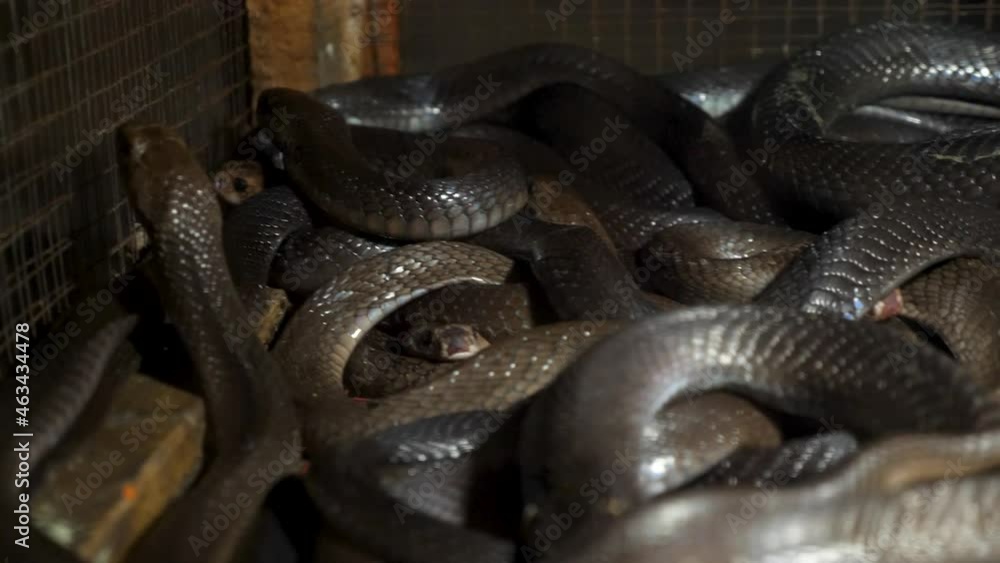Snake shop. Closeup on snakes in Jakarta, Indonesia. Food seller is