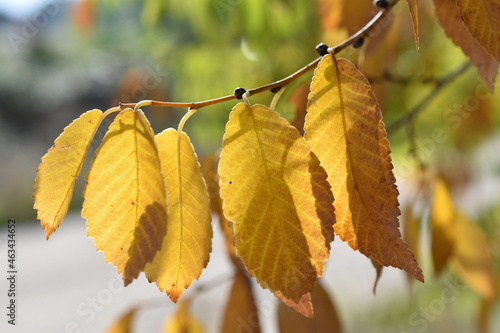 El color del otoño (hojas de árbol)