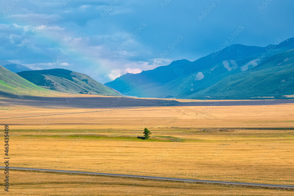 Obraz premium Lonely pine tree in a field. Empty beautiful highway on an summer mountain steppe. Highway through valley in highland in sunny day. Spectacular view of distant giant mountains.