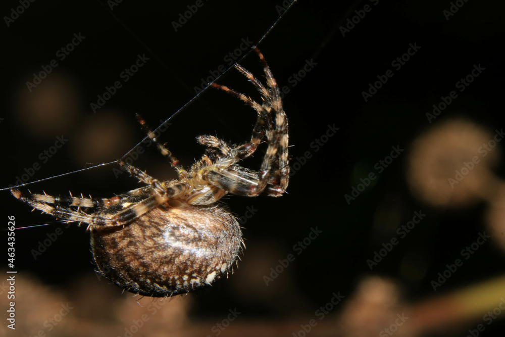 Garden Spider on Web Close Up and Scary Garden Spider on Web Close Up and Scary