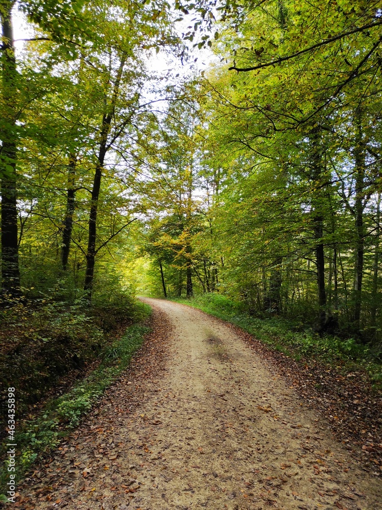 path in the woods