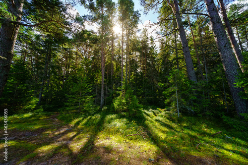 Green forest landscape with sun rays entering between the trees at sunset.