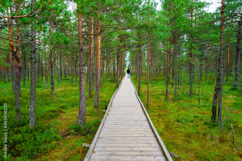 Fototapeta premium Wood plank path in the forest and man walking in the background.