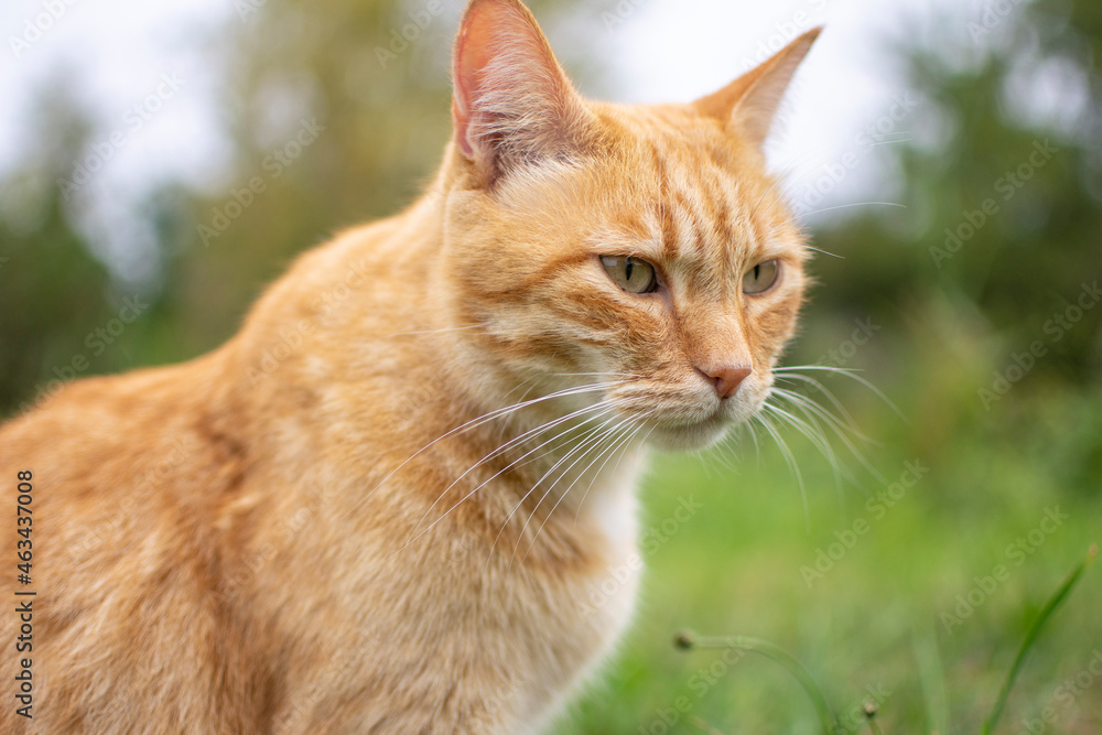 Naklejka premium Red Cat