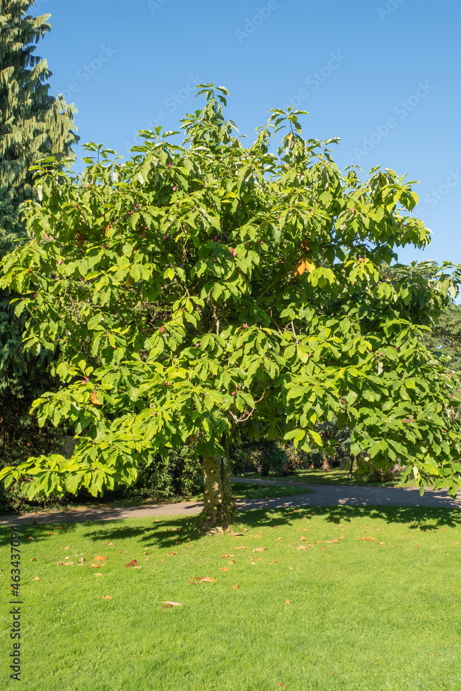 Magnolia tripetala Schrim-Magnolie Großstrauch Habitus