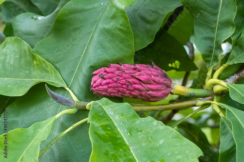 Magnolia tripetala Schrim-Magnolie Balgfrucht photo