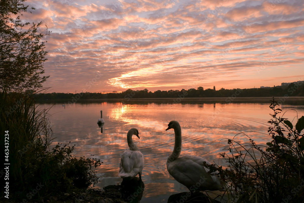 Fototapeta premium Two swans in the front of a lake at sunrise or sunset. Dramatic sky with symmetry of clouds in the water. 