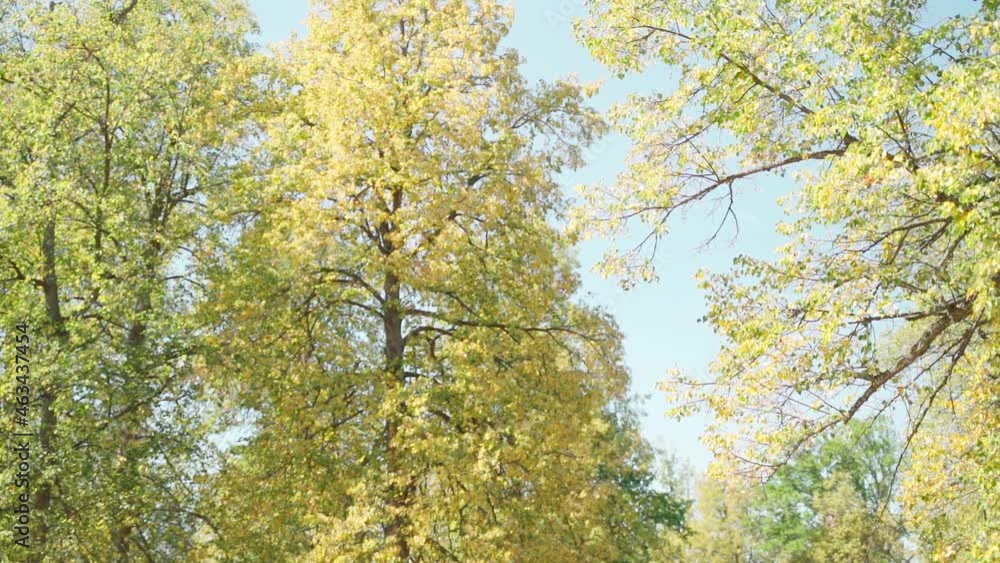 Tree with yellow leaves in autumn on a background of clear sky Tree with yellow leaves in autumn on a background of clear sky