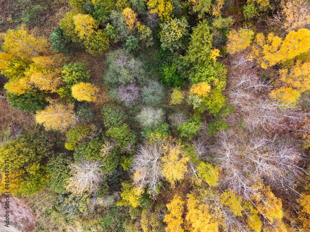 Aerial view of autumn forest landscape with top trees yellow foliage Aerial view of autumn forest landscape with top trees yellow foliage