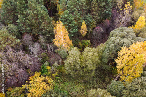 Aerial view of autumn forest landscape with top trees yellow foliage