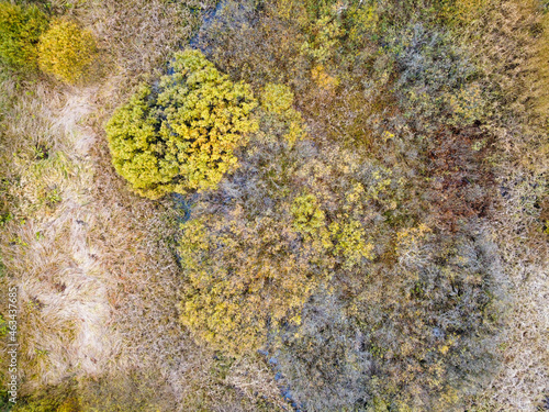 Aerial view of wetland with grasses and top trees in autumn © mikeosphoto