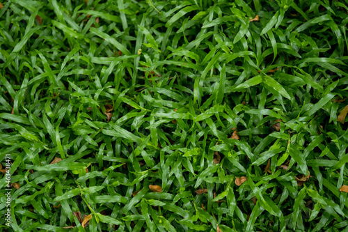 Grass landscaping the front yard
