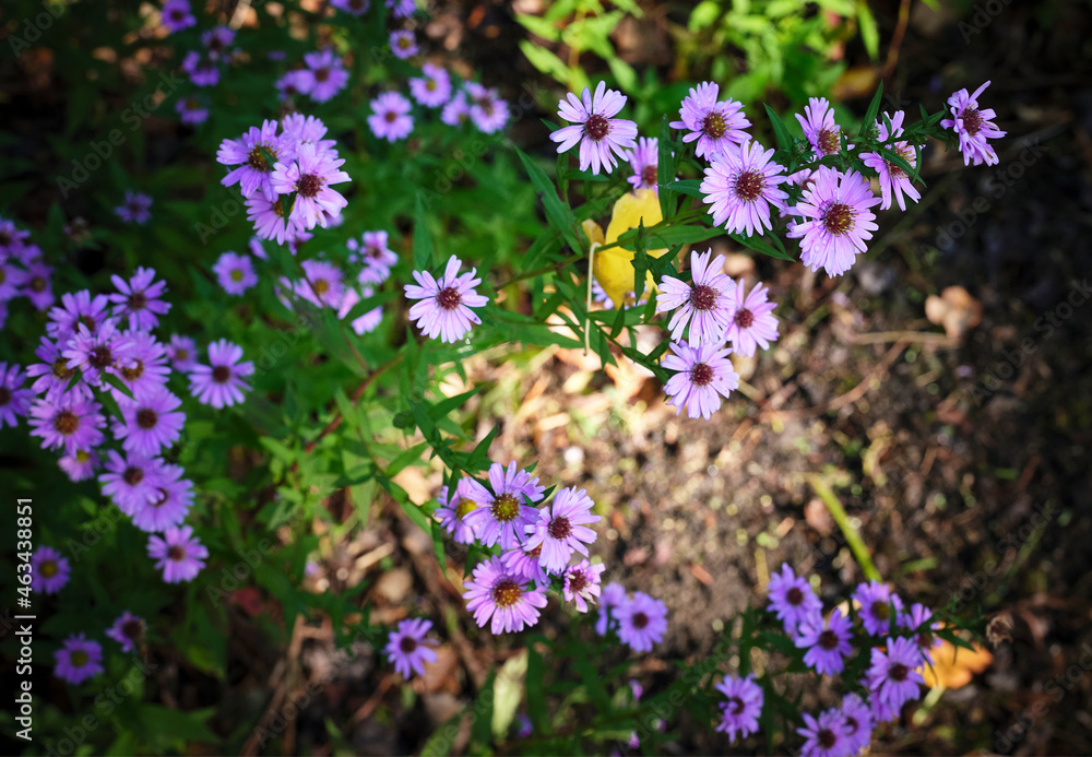 Fototapeta premium Piccoli fiori lilla colpiti da raggio di luce