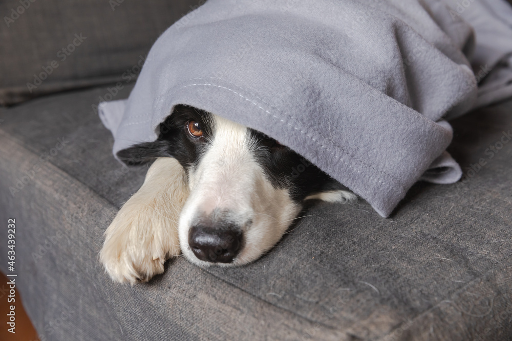 Why Do Dogs Bury Their Heads In Blankets