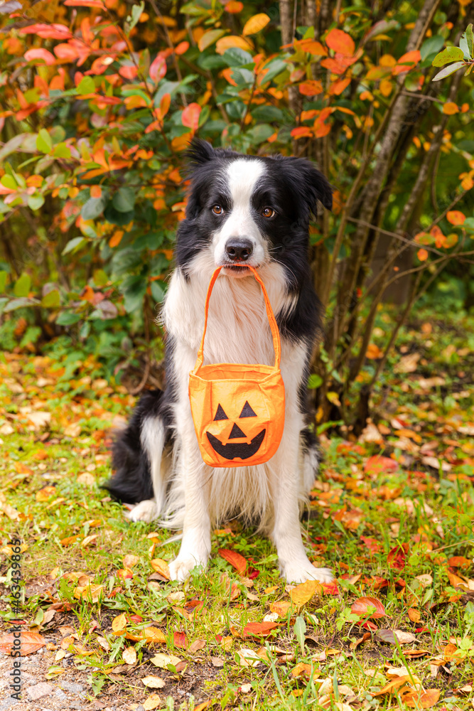 Trick or Treat concept. Funny puppy dog border collie holding pumpkin basket in mouth sitting on fall colorful foliage background in park outdoor. Preparation for Halloween party.