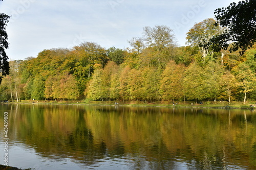 Feuillage doré des arbres bordant l'étang du Moulin dans un cadre idyllique en automne sur le site de l'abbaye du Rouge-Cloître à Auderghem 