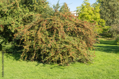 Cotoneaster glabratus Kahlwerdende Strauchmispel Habitus mit Früchten photo